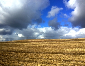 The wheat fields in Pullman 
